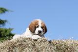 SAINT BERNARD 011